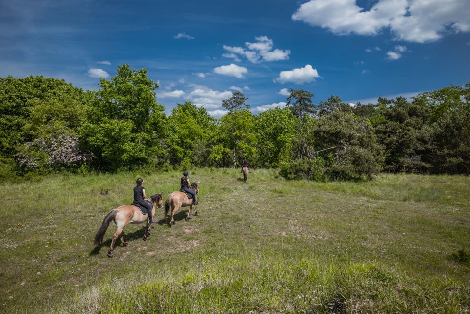 Fontainebleau : Horse-riding, Gastronomy & Château - Lunch in the Fontainebleau Area: 3 Courses and Wine Tastings