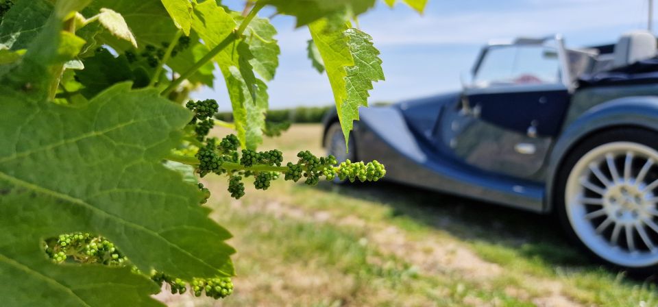 From Paris: Prestige Champagne Tour and Tastings - What you taste and why the three grapes matter