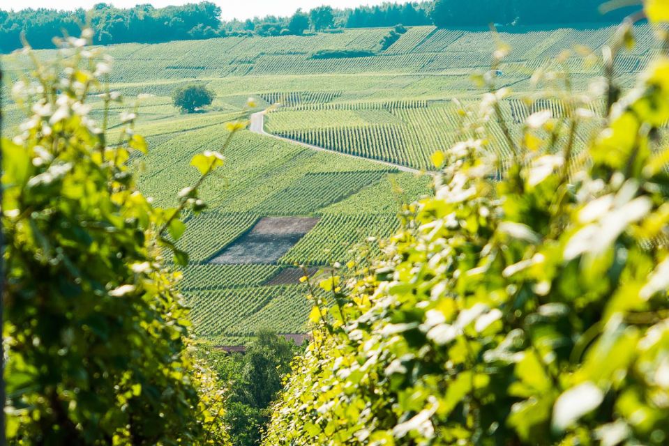 From Paris: Small-Group Champagne Day Trip with Six Tastings - Key reasons this Champagne day trip is worth your time