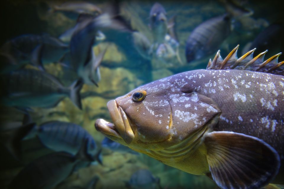 Paris: Aquarium de Paris Entrance Ticket - Practical tips for a smoother visit in Paris