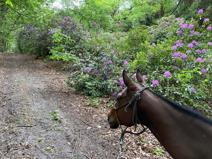Paris: Aumont-en-Halatte Horseback Riding Tour - Key things to know before you ride
