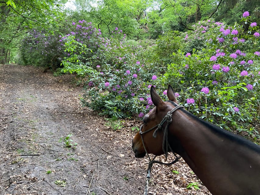 Paris: Aumont-en-Halatte Horseback Riding Tour - The 2-Hour Plan: From Check-In to 1.5 Hours Around Chantilly