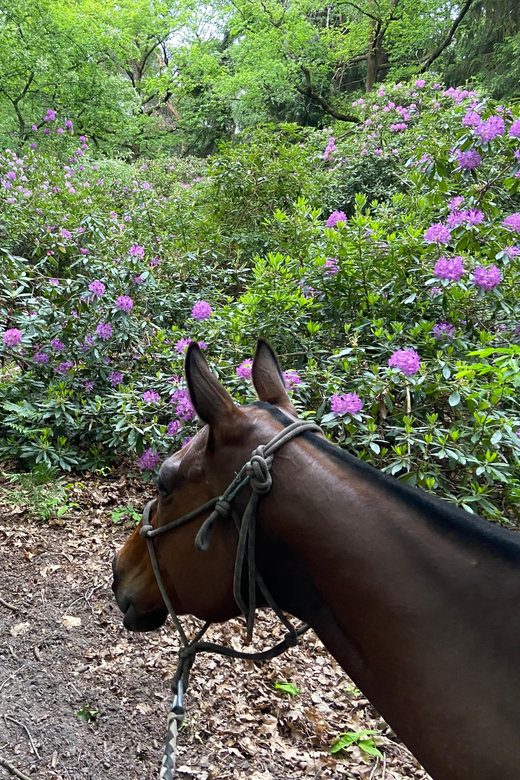 Paris: Aumont-en-Halatte Horseback Riding Tour - Getting There from Paris: Train to Chantilly-Gouvieux and Last-Mile Transport