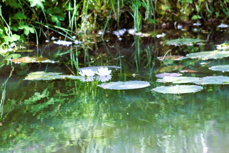 Paris: Giverny Gardens Day Trip with Professional Tour Guide - Giverny gardens: plan for the experience, not just the photos