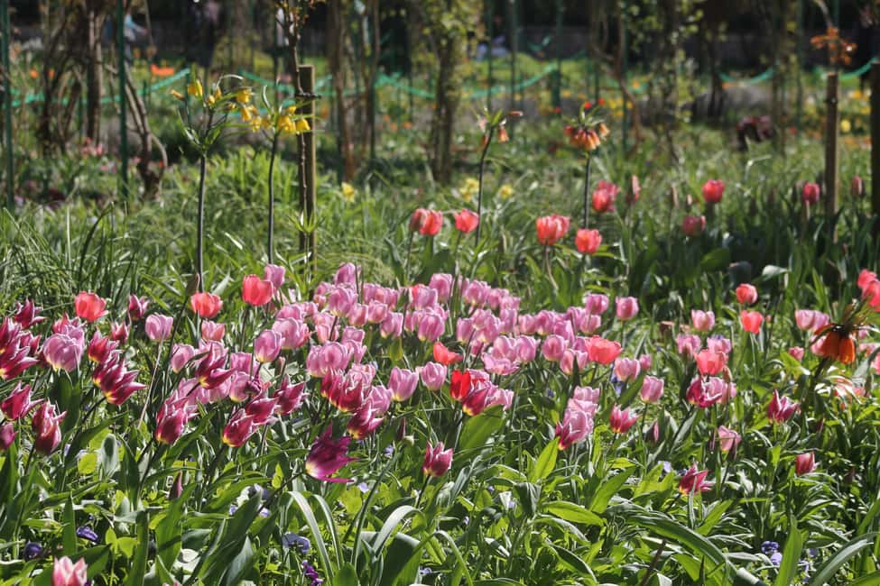 Paris: Giverny Gardens Day Trip with Professional Tour Guide - Timing in a 5-hour format: how to avoid feeling rushed