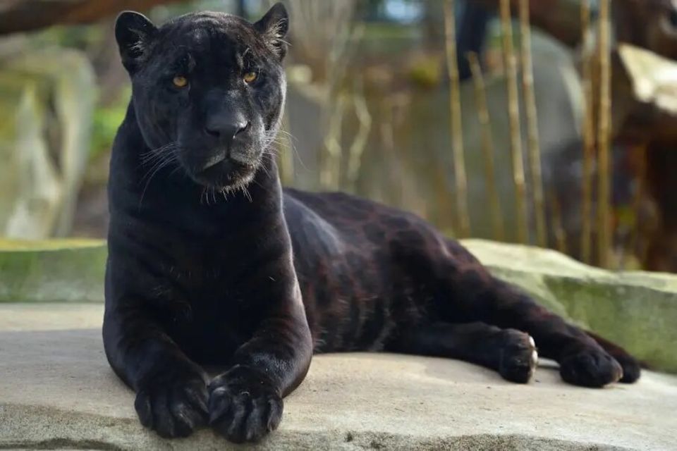 Paris: Paris Zoological Park Entrance Ticket - First Look: Five Biozones, One Easy Walk