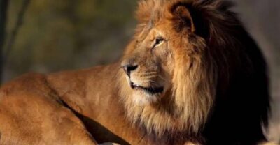 Paris: Paris Zoological Park Entrance Ticket - Price and Value: Is $25 a Good Deal?