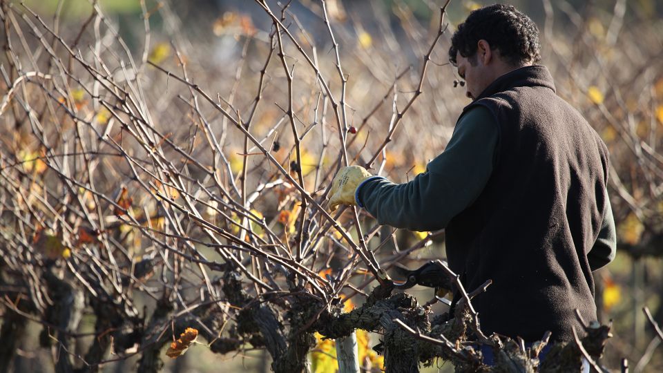 Paris: Two Reims Champagne Vineyards with Tastings and Lunch - The Au Bureau break: a short reset mid-day